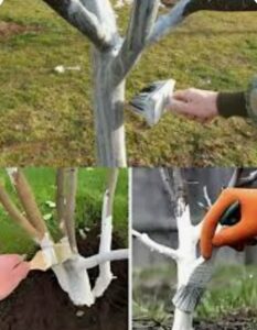 تنه مالی با بردو